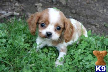 Charlie - Cavalier Male